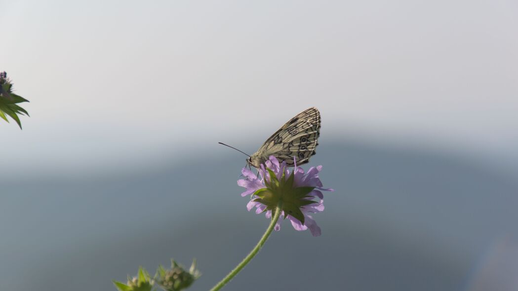 蝴蝶飞舞花瓣间，高清4K花朵壁纸，宏观美景震撼呈现，3840x2160分辨率下载