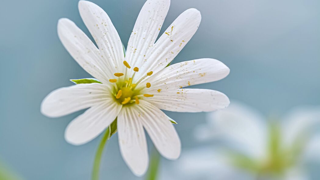 高清4K花瓣雄蕊模糊壁纸，3840x2160超高清背景图片下载