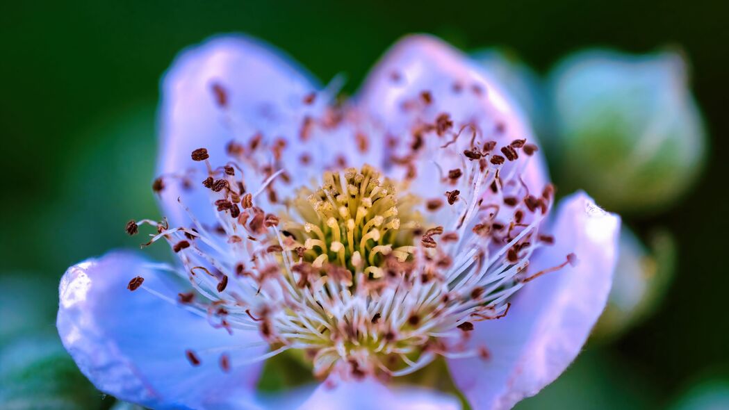 宏观视角下的绝美花影，高清4K花瓣花粉壁纸，3840x2160分辨率免费下载