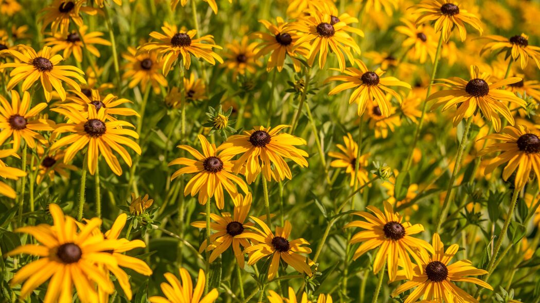 Rudbeckia花瓣与嫩芽4K高清壁纸，绝美3840x2160背景图片，一键下载！