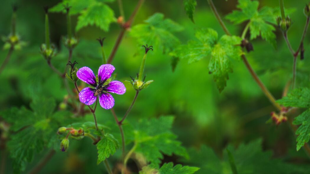 花瓣雨中的蜜蜂舞动，高清4K宏观壁纸，3840x2160超高清下载