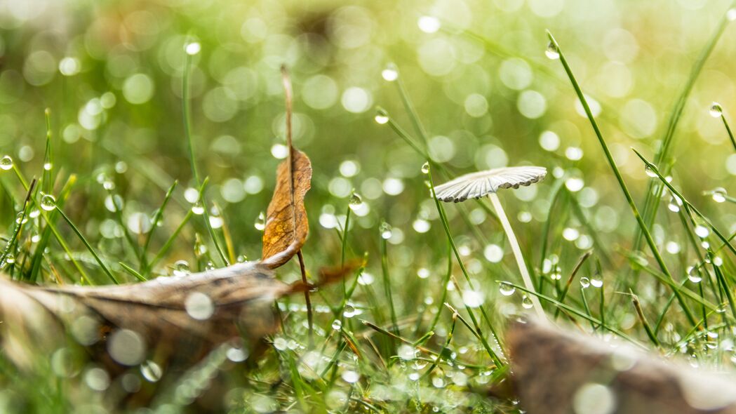草滴水雨景4K高清壁纸，散焦宏观，3840x2160分辨率，免费下载