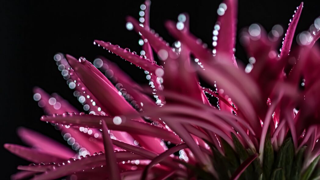水滴花瓣微距摄影，4K高清3840x2160壁纸，唯美宏观背景图片下载