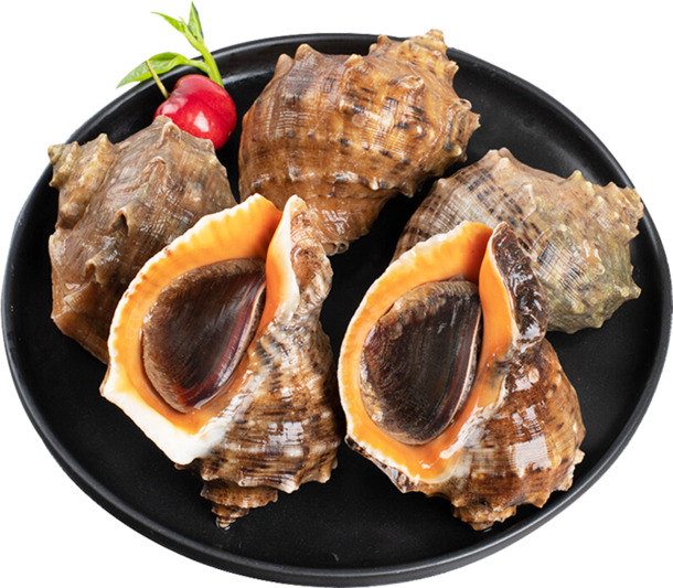 海螺肉高清特写，PNG透明图片，动植物元素设计素材，免费下载