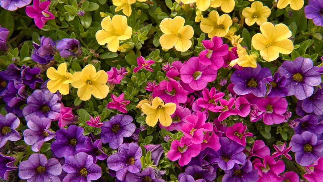牵牛花彩瓣盛宴，4K高清壁纸，3840x2160超清背景图，免费下载