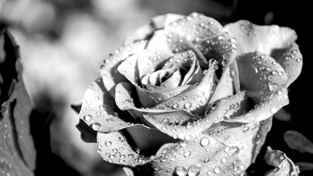 高清玫瑰花瓣雨滴4K壁纸，宏观黑白之美，3840x2160分辨率，免费下载