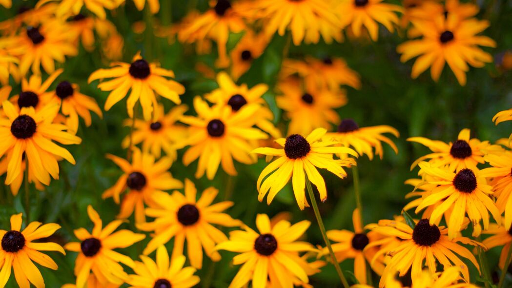 高清黄色Rudbeckia花瓣4K壁纸，3840x2160超清分辨率，免费下载