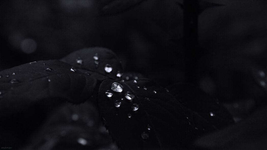 树叶滴水黑色高清4K壁纸，3840x2160超清背景图片，免费下载