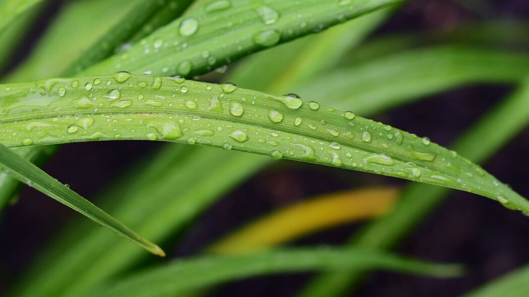 叶子草雨滴宏观美景，超高清4K壁纸，3840x2160分辨率，一键下载！