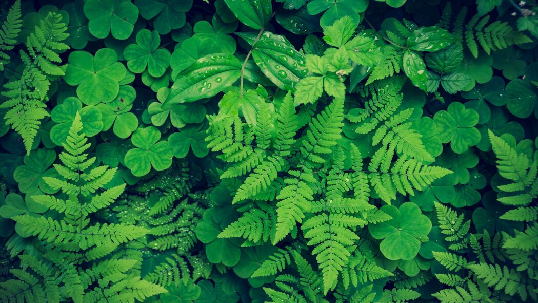 高清4K绿色三叶草与蕨类植物壁纸，3840x2160分辨率，下载尊享自然之美