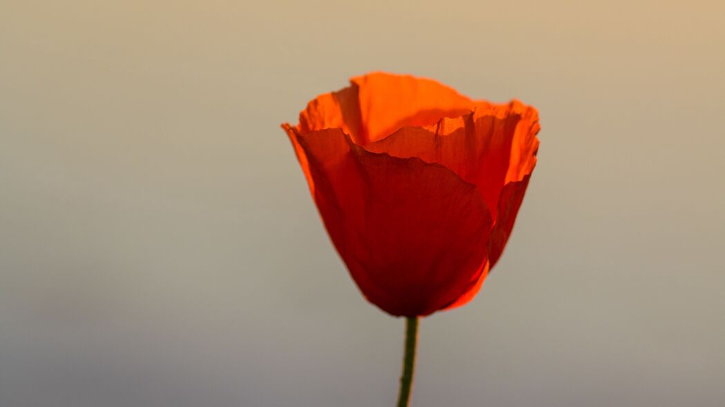 罂粟花之美，日落时分，花瓣绽放！超高清4K壁纸（3840x2160）免费下载