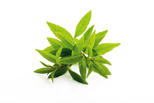 马鞭草PNG透明图片，高清免费下载，动植物元素设计素材一网打尽