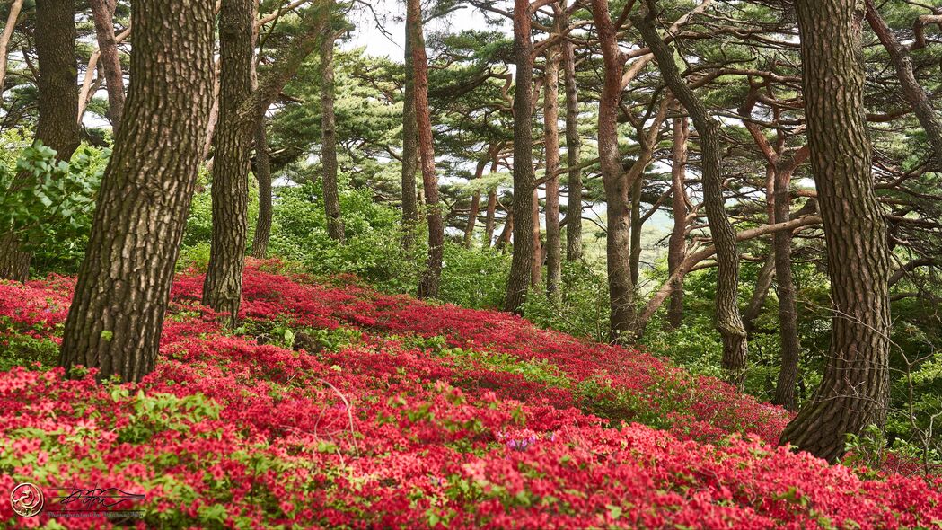 高清4K风景壁纸，树木花卉灌木美景，3840x2160分辨率免费下载