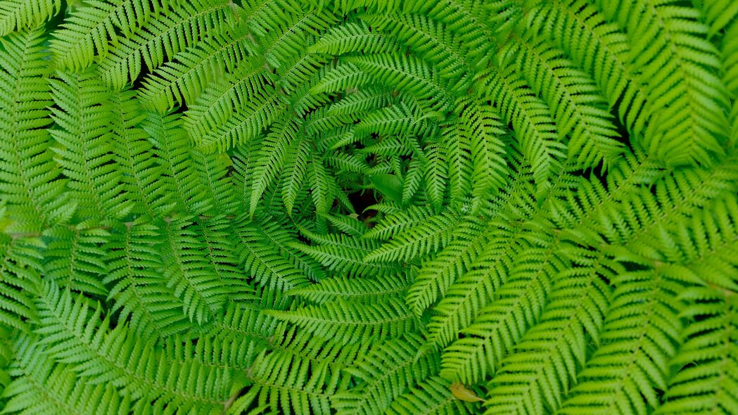 高清4K绿色蕨类植物壁纸，树叶树枝细节呈现，3840x2160分辨率免费下载