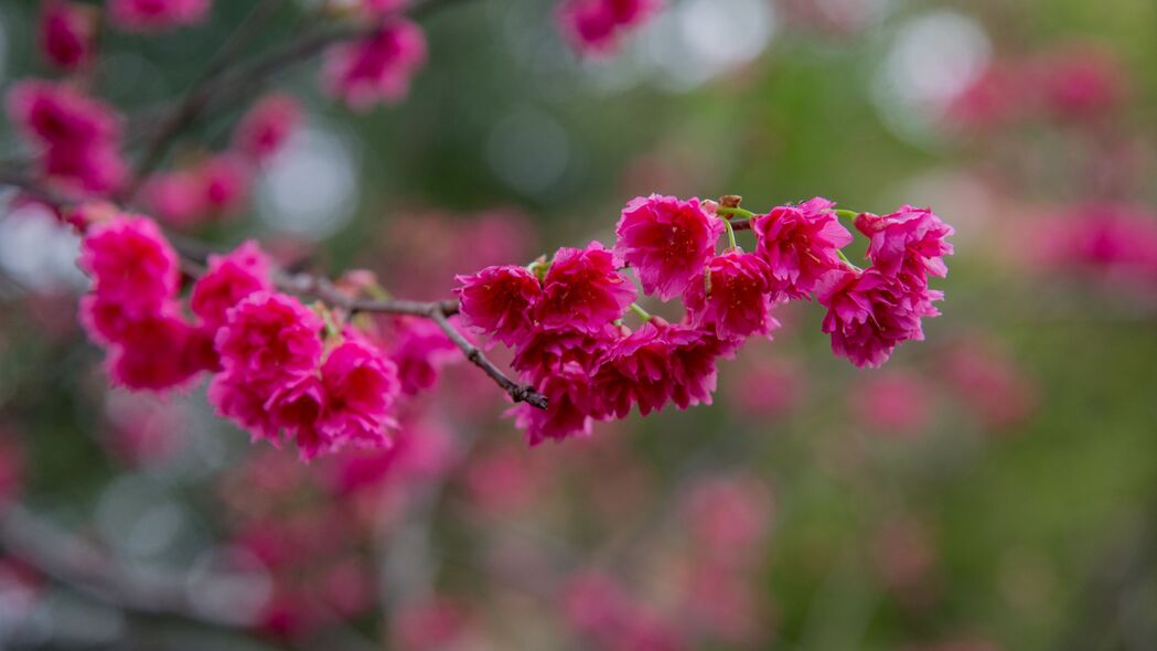 樱花盛开，粉红花瓣绽放树枝，绝美4K壁纸（3840x2160）高清下载