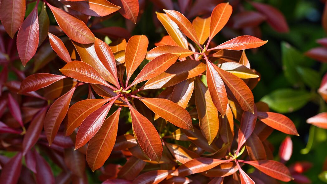 树叶之美，阳光下的植物宏观世界，4K高清壁纸3840x2160下载