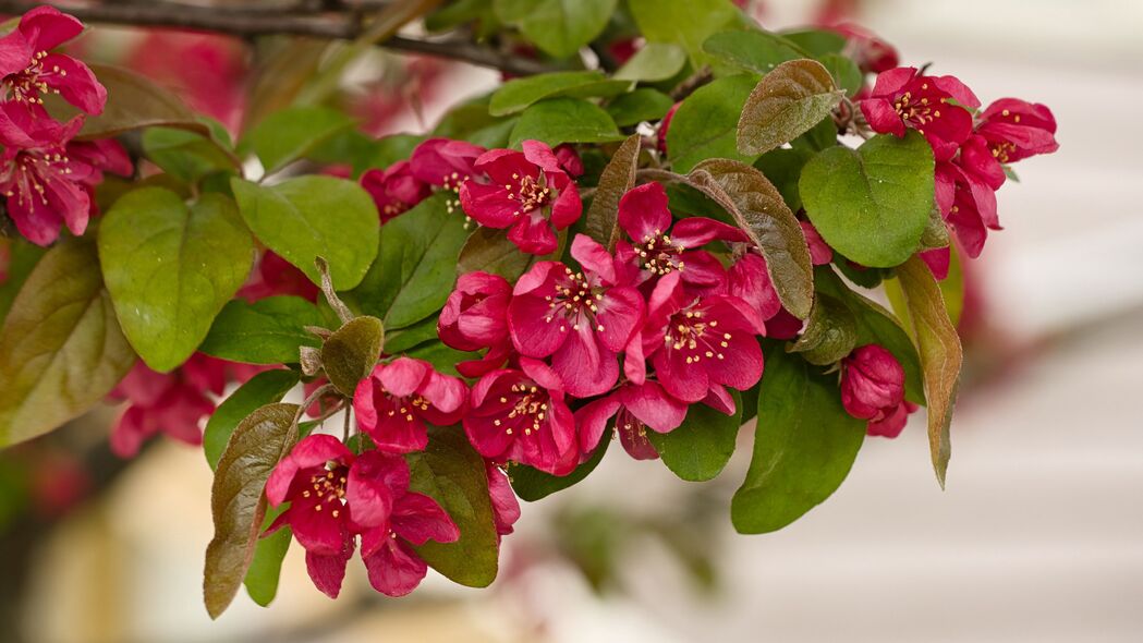 苹果树花朵绽放，粉红雄蕊惊艳，超清4K壁纸（3840x2160）免费下载