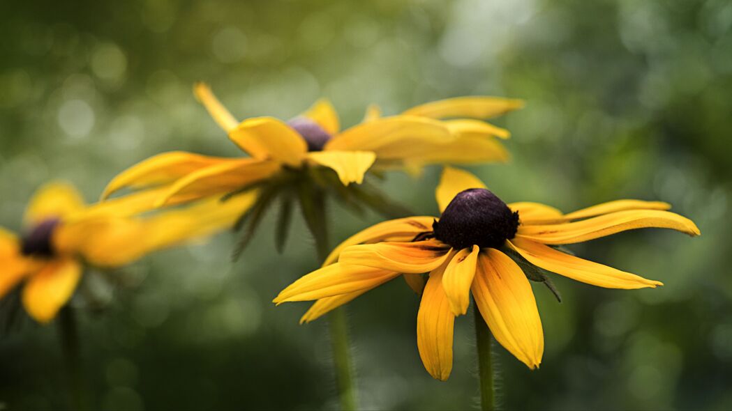 Rudbeckia花瓣微距特写，模糊黄色魅力，4K超清壁纸，3840x2160高清下载