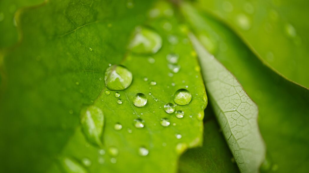 雨水滴落树叶之舞，超高清4K宏观壁纸，3840x2160分辨率，精美背景图片免费下载