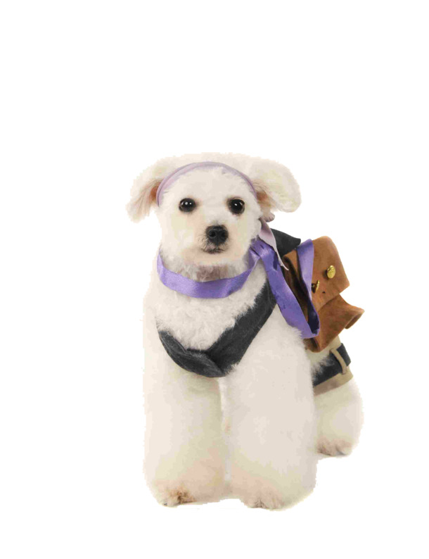 可爱泰迪犬PNG素材，高清透明图片，动物装饰元素，PSD格式下载