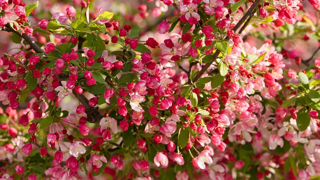 苹果树粉色花芽绽放，绝美4K壁纸，3840x2160高清下载