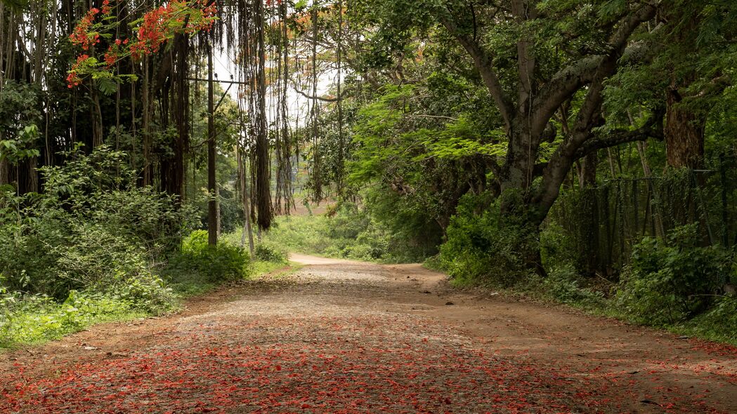 高清4K风景壁纸，路、树、枝叶细节尽显，3840x2160分辨率免费下载