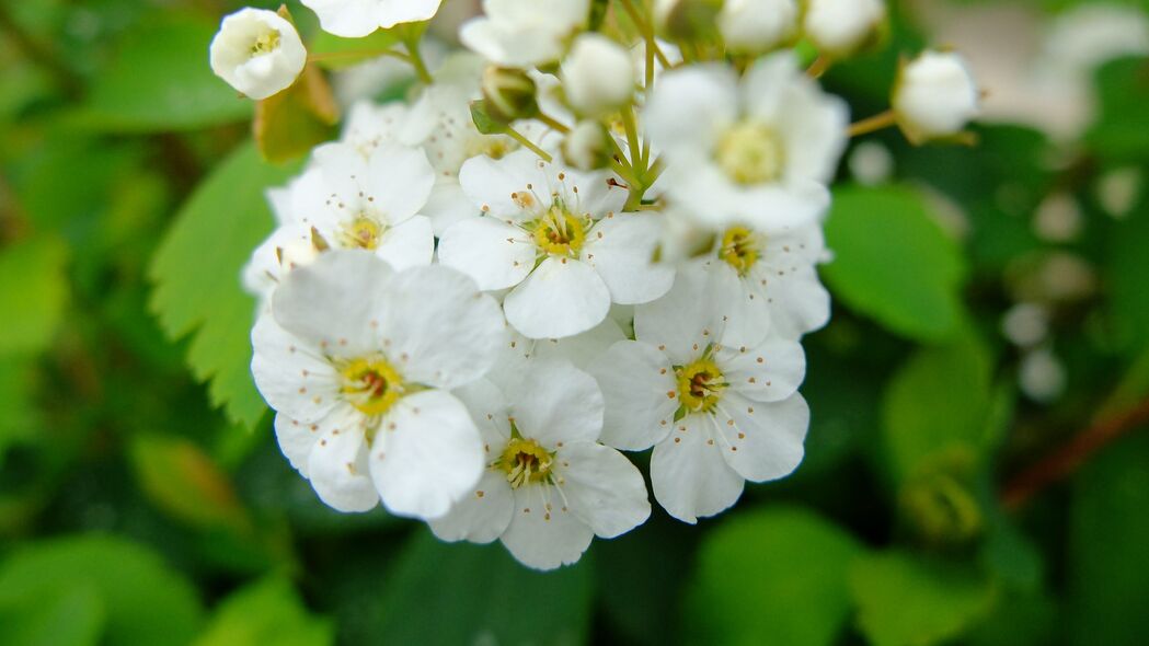 尖顶树枝缀白花，4K高清壁纸美化屏 - 3840x2160超清下载