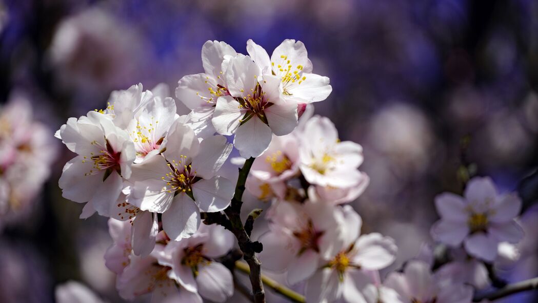 春日樱桃盛放，高清4K壁纸，树枝花瓣尽显生机，3840x2160免费下载
