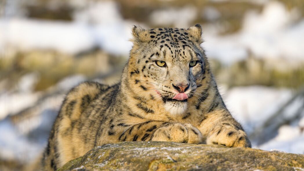 Irbis大猫，突舌利爪，捕食者风采，超清4K动物壁纸3840x2160下载