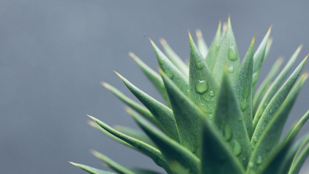 芦荟水滴映绿意，高清4K树叶水景壁纸（3840x2160）下载