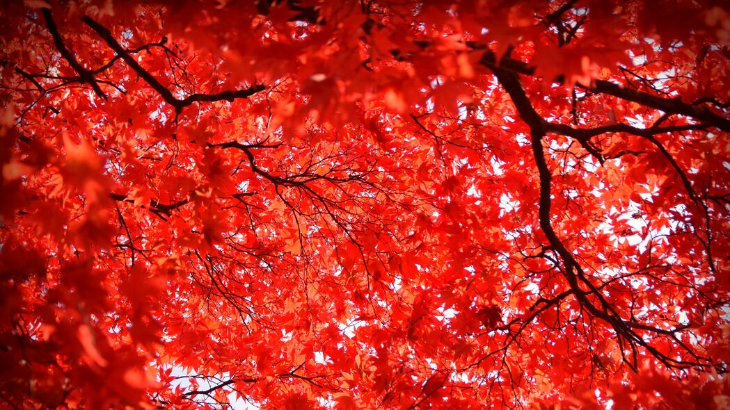 枫木红叶自然美景，4K高清壁纸，树枝树叶细节尽显，3840x2160超清下载