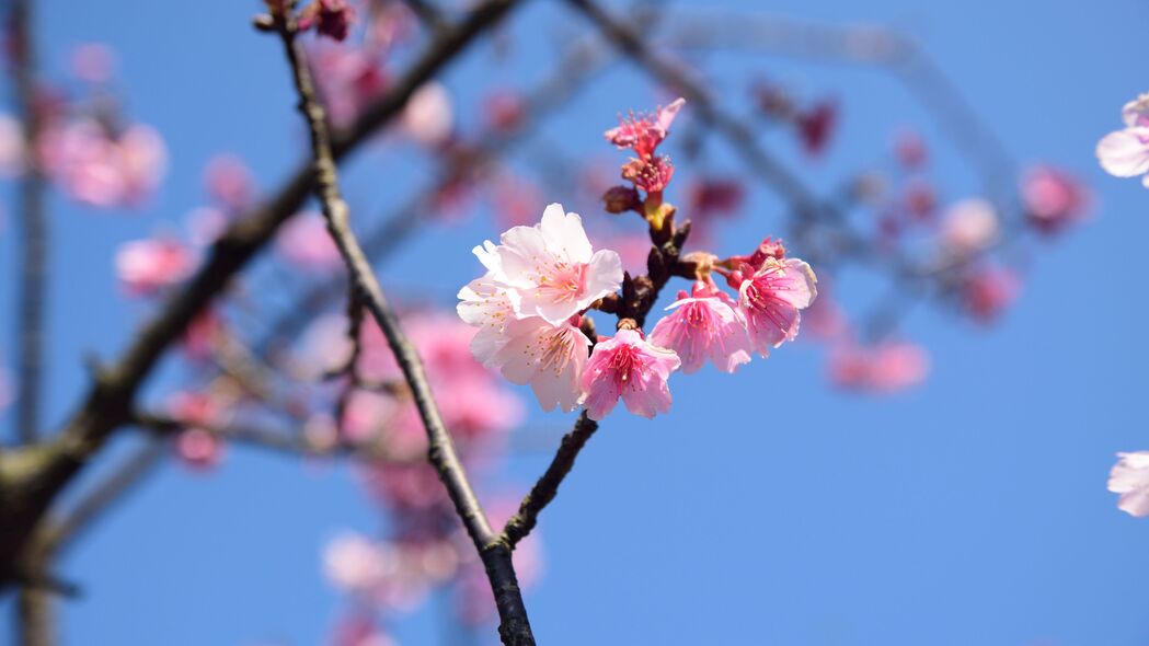 樱桃盛开，花瓣飘落树枝间，绝美4K高清壁纸（3840x2160）免费下载