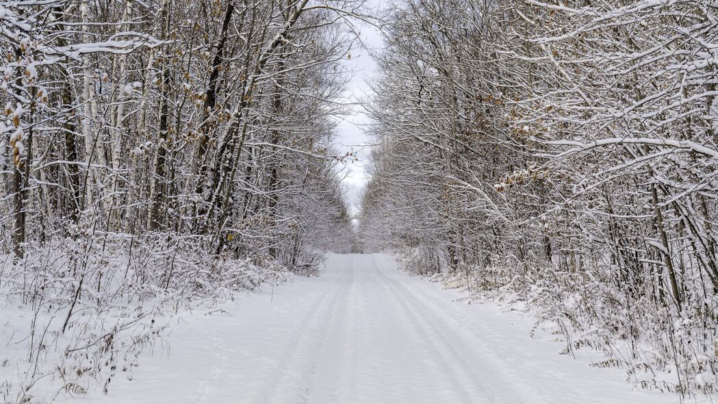 冬日雪景自然之美，高清4K道路树木树枝壁纸，3840x2160超清下载