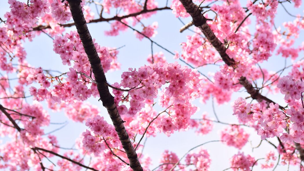 粉色樱花盛宴，绝美树枝花瓣4K壁纸，高清3840x2160背景图片下载