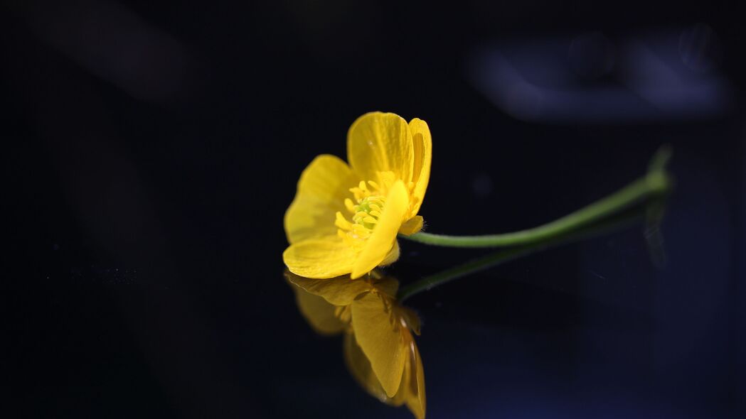 毛茛花瓣微距特写，绚丽黄色4K壁纸，超清3840x2160分辨率背景图下载