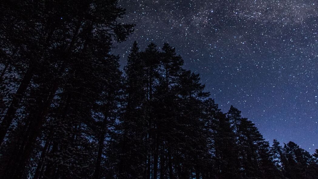 夜色下的星辰树木，自然之美，4K深色高清壁纸，3840x2160风景图片下载