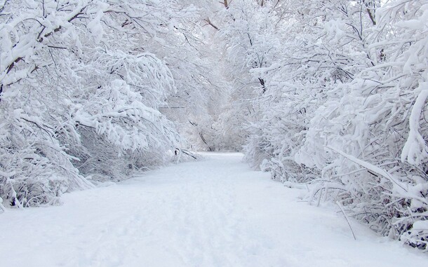 冬日雪景，雪树银装路高清PNG透明背景摄影素材，免费下载