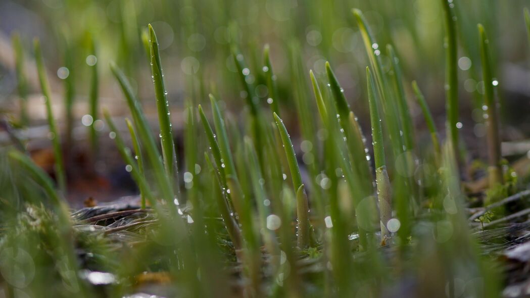 草滴水雨宏景，4K绿色高清壁纸，3840x2160超高清下载