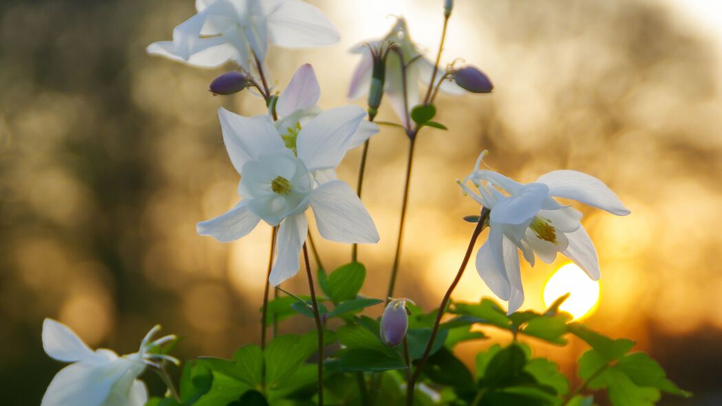 桉树盛放之美，高清4K花瓣树叶壁纸，3840x2160分辨率免费下载