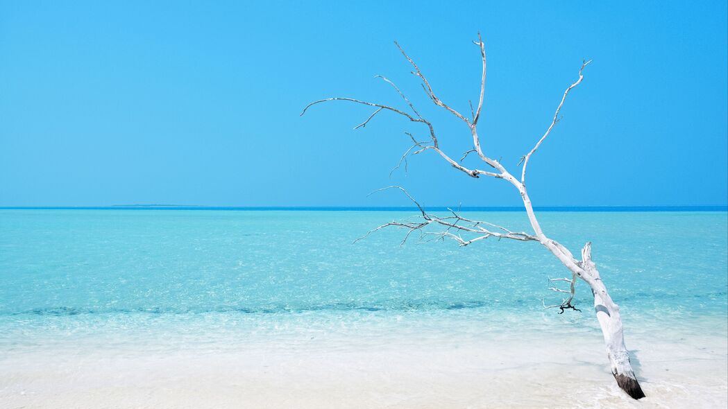 极简蓝色海洋海滩树影，4K超高清壁纸（3840x2160）免费下载