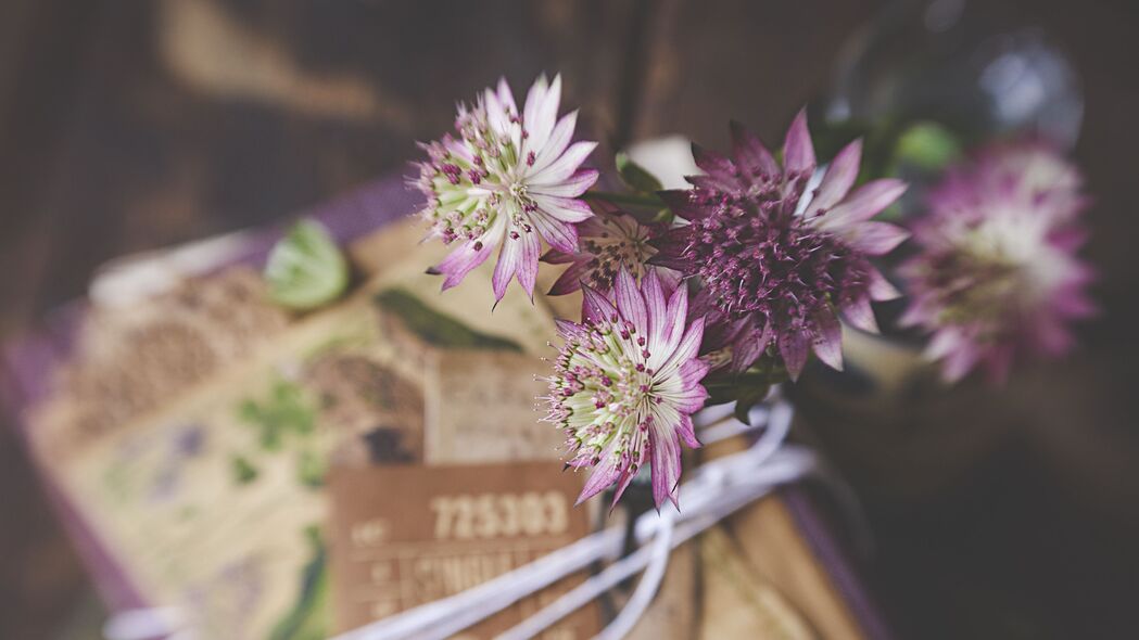 Astrantia花卉盛放之美，4K超高清花束壁纸，3840x2160免费下载
