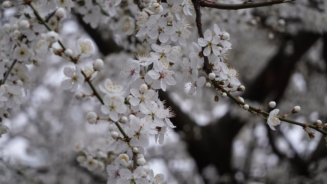 樱桃花树高清壁纸，树枝细节尽显，4K超高清3840x2160下载