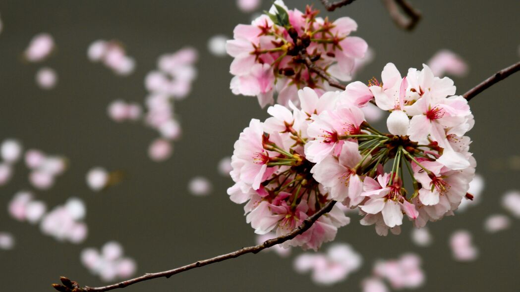 樱桃花芽绽放，树枝朦胧之美，4K高清壁纸下载，3840x2160精美背景图