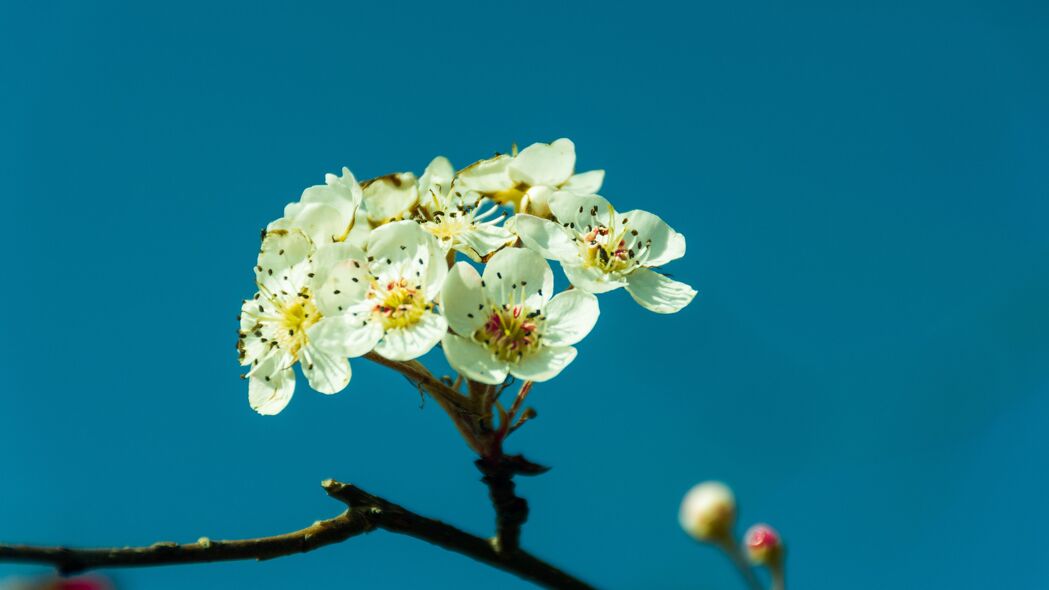 4K超清壁纸，梨花绽放，树枝纤巧，唯美花瓣，高清3840x2160下载