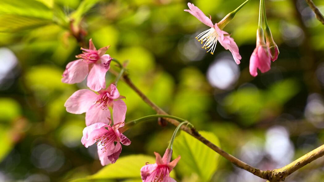 春日樱花盛放，粉红娇美树枝映景，4K高清壁纸3840x2160免费下载