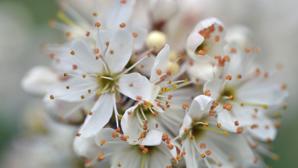 樱桃花瓣绽放之美，雄蕊与花朵交织的白色4K高清壁纸（3840x2160）免费下载