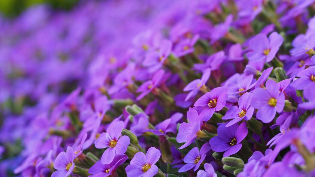 茄子花紫色花瓣4K超清壁纸，3840x2160高清背景图片下载