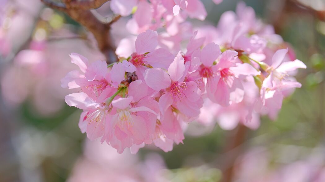 樱花盛放，粉红花瓣与树枝交织，绝美4K高清壁纸（3840x2160）免费下载
