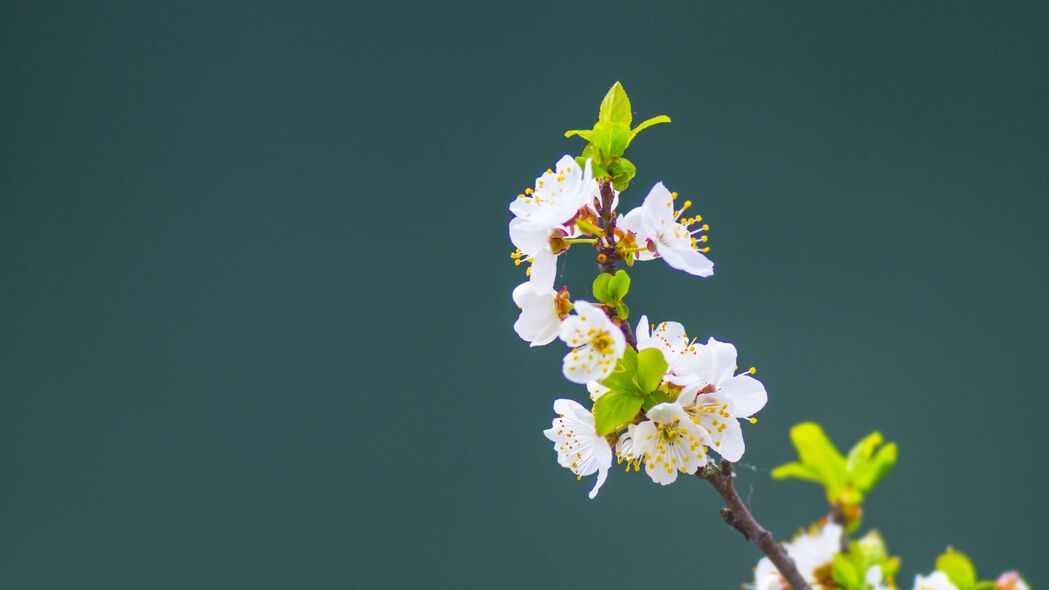 绝美苹果树景象，花瓣叶子树枝细节尽显，超清4K壁纸3840x2160下载