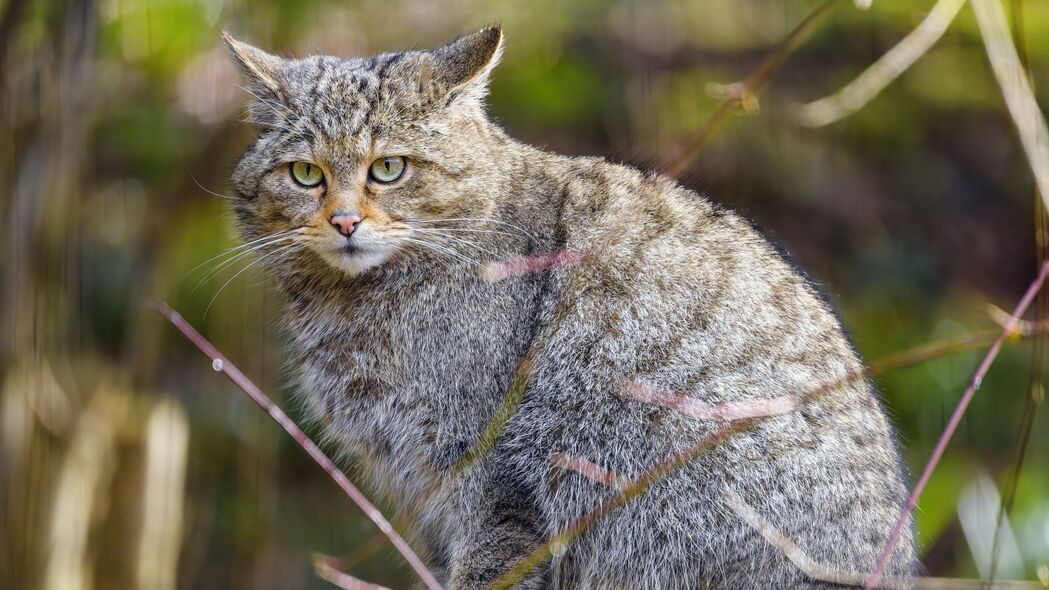野猫灰条纹惊艳呈现！4K高清壁纸，3840x2160分辨率畅享下载